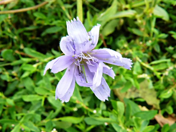 Beautiful field violet flower — Stock Photo, Image