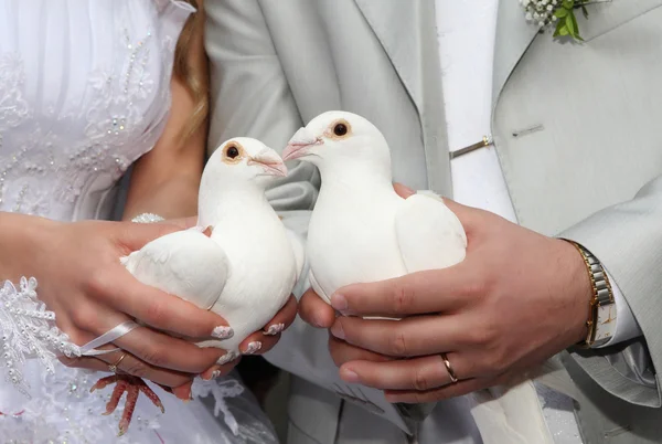 Белые голуби в руках новорожденных — стоковое фото