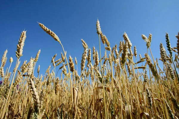 Ears of wheat and sky — Stock Photo, Image