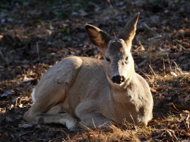 Roedeer