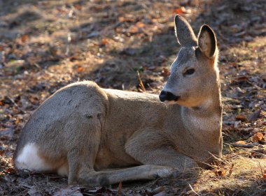 Roedeer