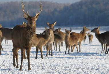 Geyik (Cervus nippon)