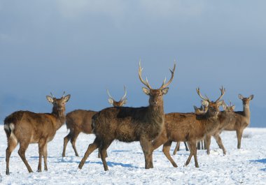 Geyik (Cervus nippon)