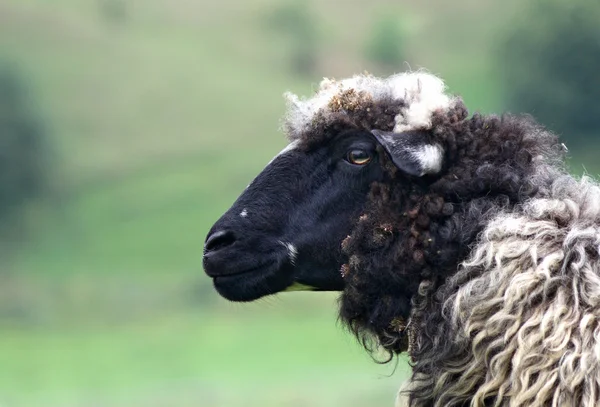 Owce czarne — Zdjęcie stockowe