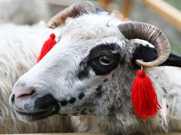 Sheep with red brushes — Stock Photo, Image