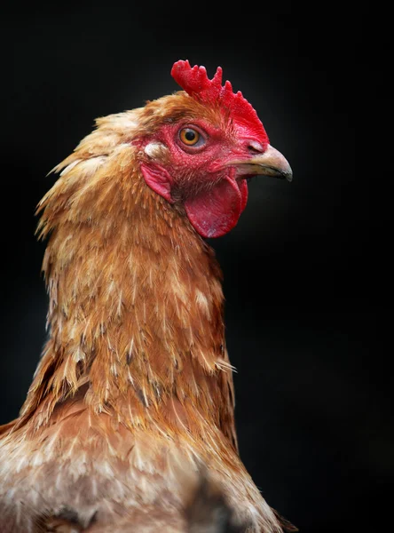 Head of hen — Stock Photo, Image