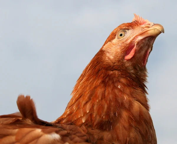 Head of chicken — Stock Photo, Image