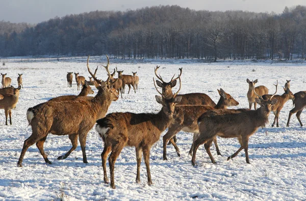 stock image Deer (Cervus nippon)