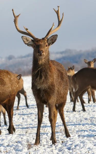 stock image Deer (Cervus nippon