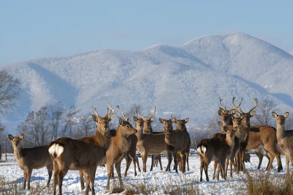 stock image Deer (Cervus nippon)