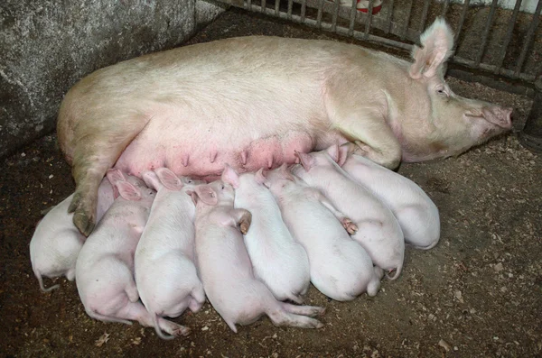 돼지와 piglings — 스톡 사진