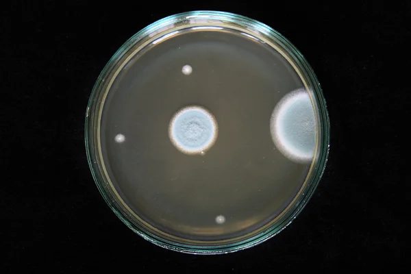 stock image Petri dish