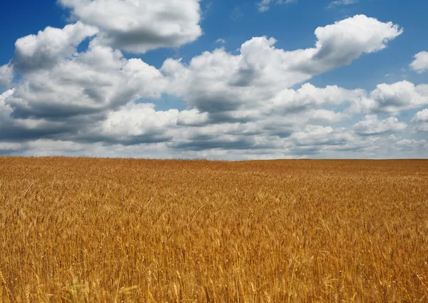 stock image Field of wheat