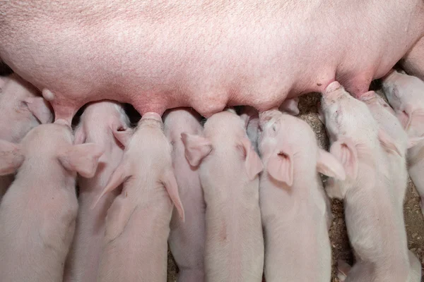 Piglings — Stok fotoğraf