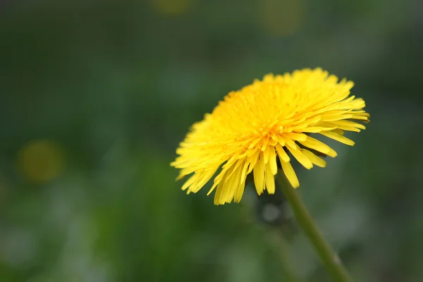 stock image Dandelion (Taraxacum officinale)