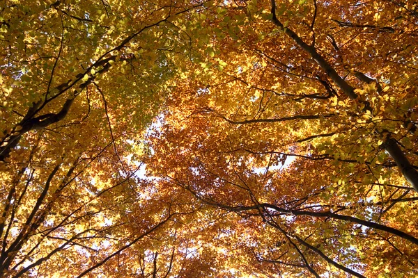 Stock image Autumn beech