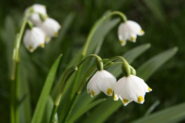 Snowdrop (Leucojum vernum) clipart