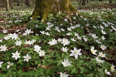 Anemone (Anemone nemorosa) clipart