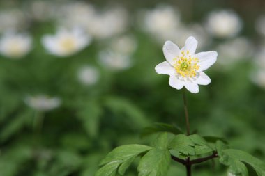 Anemon (anemon nemorosa)