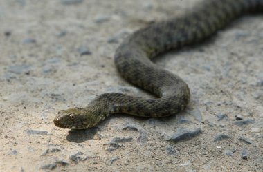 Asp (Vipera berus) clipart