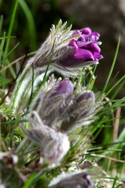 Pasqueflower (Pulsatilla vernalis)