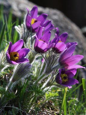 Pasqueflower (Pulsatilla vernalis) clipart