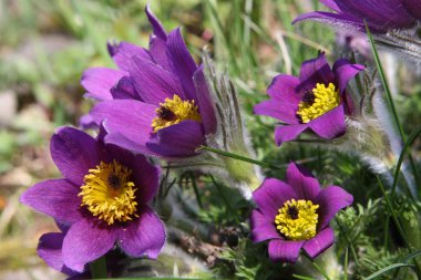 Pasqueflower (Pulsatilla vernalis)