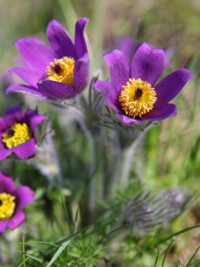 Pasqueflower (Pulsatilla vernalis)