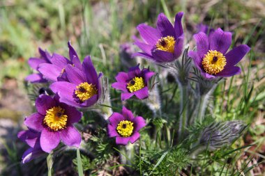 Pasqueflower (Pulsatilla vernalis) clipart