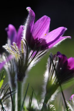 Pasqueflower (Pulsatilla vernalis)