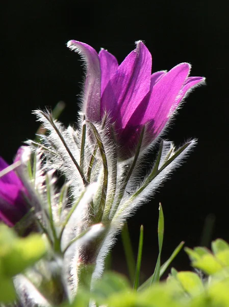 Pasqueflower (tavaszi kökörcsin) — Stock Fotó