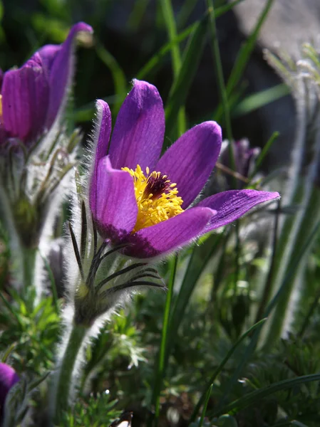 Pasqueflower (Pulsatilla vernalis) — Stockfoto