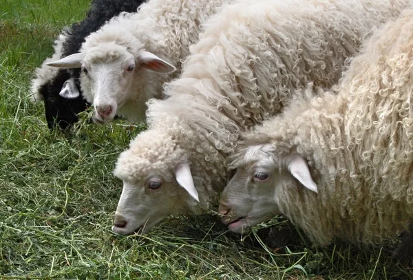Las ovejas comen una hierba — Foto de Stock