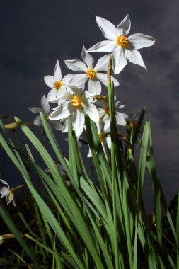 Nergis (Narcissus)