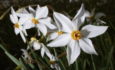 Nergis (Narcissus)