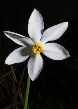 Nergis (Narcissus)