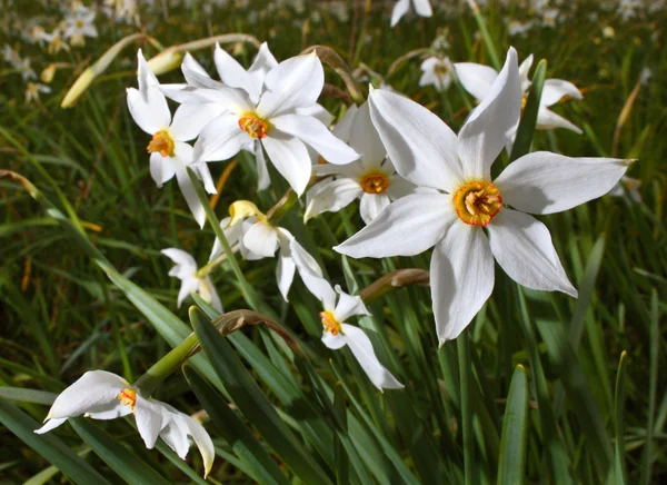 stock image Narcissus (Narcissus)