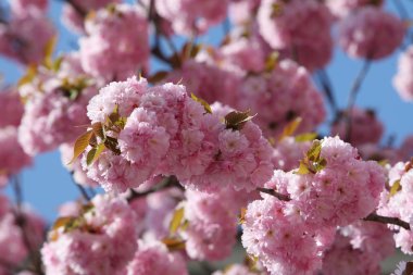 Sakura Japon kiraz çiçekleri