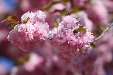 Sakura Japon kiraz çiçekleri