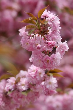 Sakura Japon kiraz çiçekleri