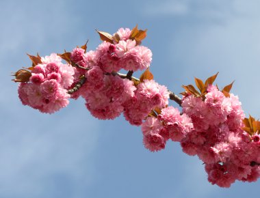 Sakura çiçekleri (Prunus serrulat