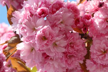 Sakura çiçekleri (Prunus serrulat