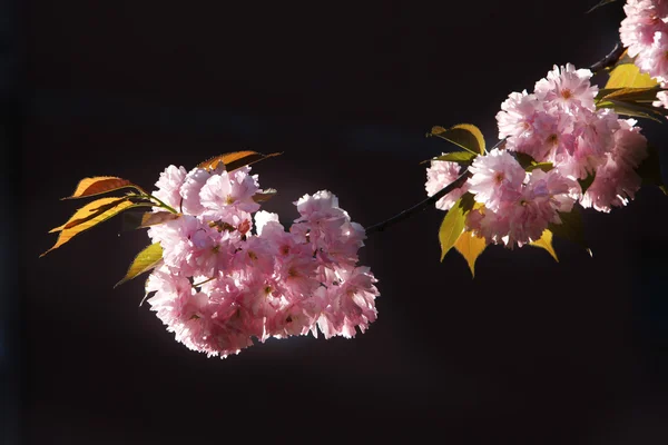 Sakura japońskiej wiśni — Zdjęcie stockowe