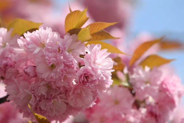 Sakura japanese cherry blossoms — Stock Photo, Image