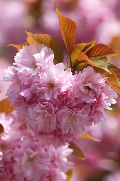 Sakura çiçekleri (Prunus serrulat