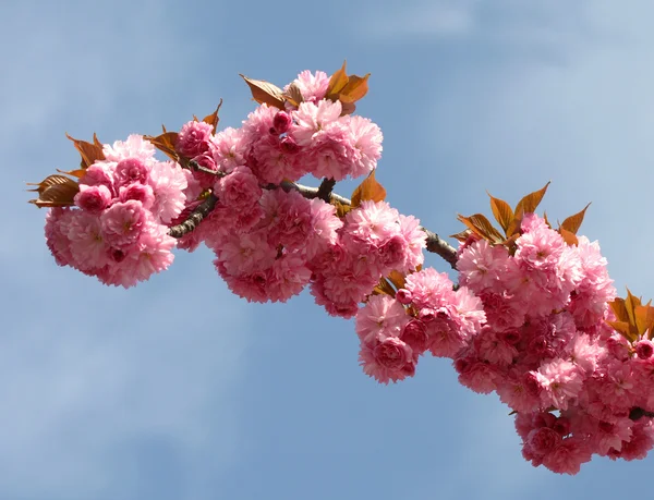 Las flores de Sakura (Prunus serrulat —  Fotos de Stock