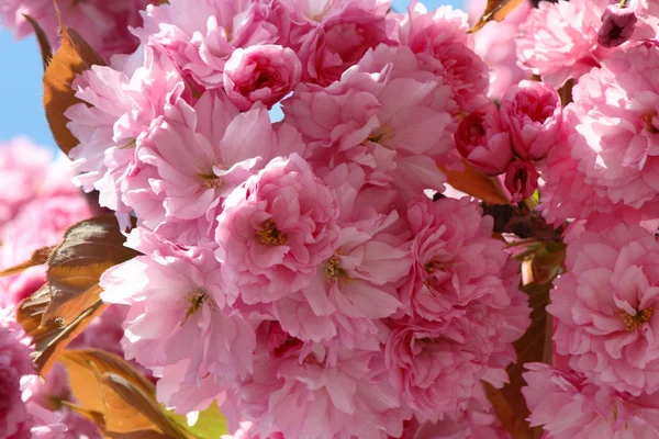 Sakura blossoms (Prunus serrulat — Stock Photo, Image