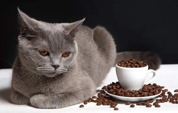 stock image Coffee and cat British shorthair