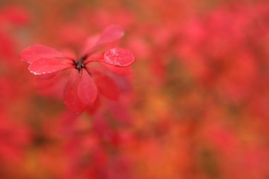 Kızamık (Berberis vulgaris)