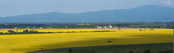 Yellow field and mountains — Stock Photo, Image